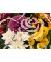Buchet tricolor cu crizanteme